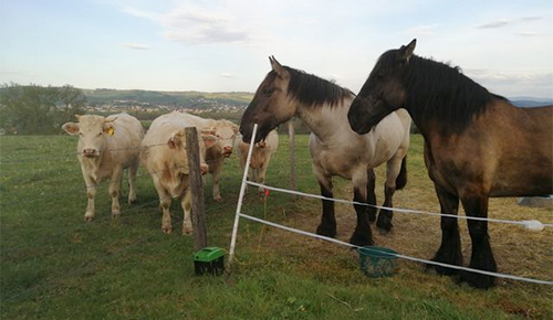Les calèches de la Rive